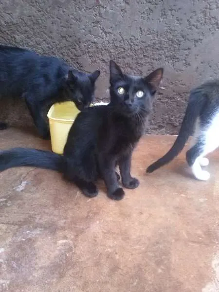 Gato ra a SRD idade 2 a 6 meses nome Gatinhos lindos