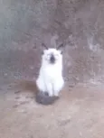 Gatinhos lindos