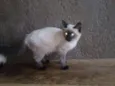 Gatinhos lindos