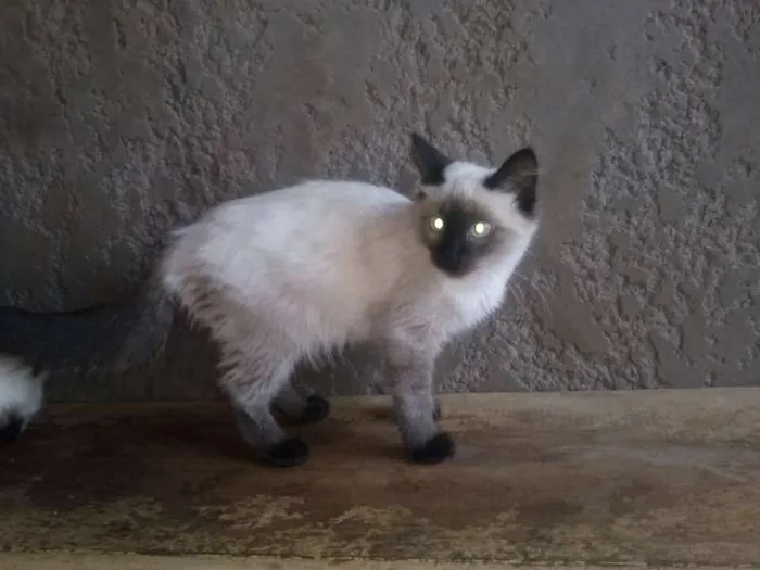 Gato ra a SRD idade 2 a 6 meses nome Gatinhos lindos