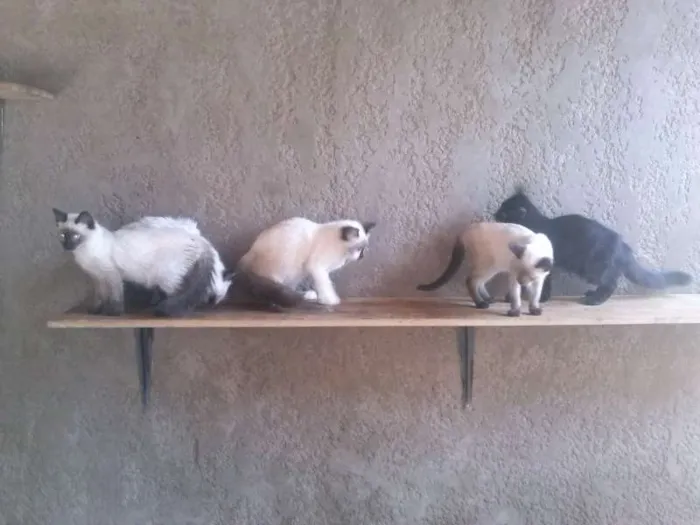Gato ra a SRD idade 2 a 6 meses nome Gatinhos lindos