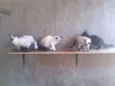 Gatinhos lindos