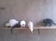 Gatinhos lindos