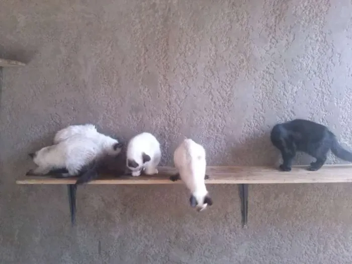 Gato ra a SRD idade 2 a 6 meses nome Gatinhos lindos