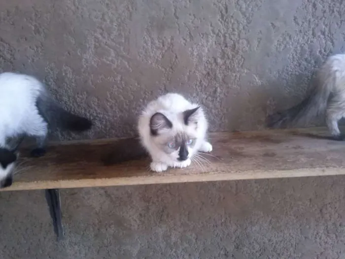 Gato ra a SRD idade 2 a 6 meses nome Gatinhos lindos
