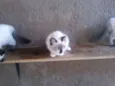 Gatinhos lindos
