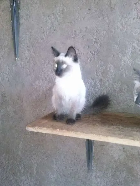 Gato ra a SRD idade 2 a 6 meses nome Gatinhos lindos