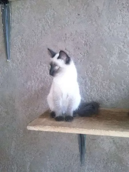 Gato ra a SRD idade 2 a 6 meses nome Gatinhos lindos