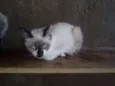 Gatinhos lindos