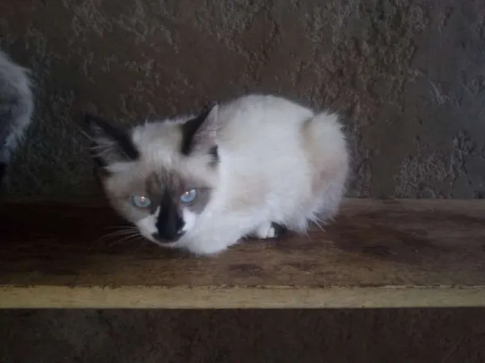 Gato ra a SRD idade 2 a 6 meses nome Gatinhos lindos