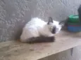 Gatinhos lindos