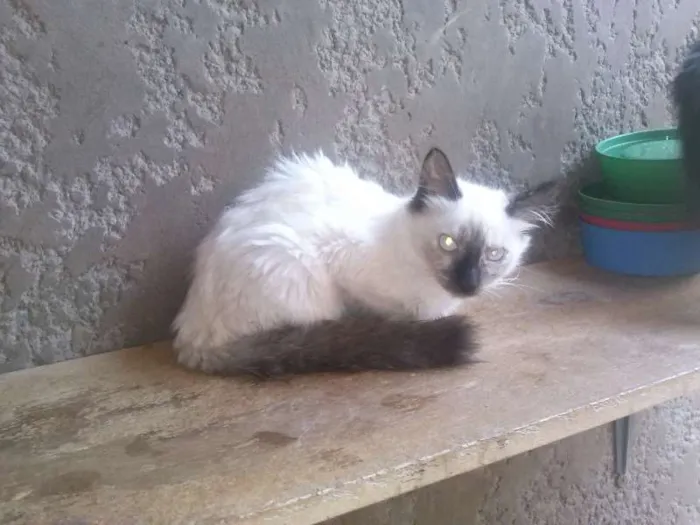 Gato ra a SRD idade 2 a 6 meses nome Gatinhos lindos