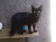 Gatinhos lindos