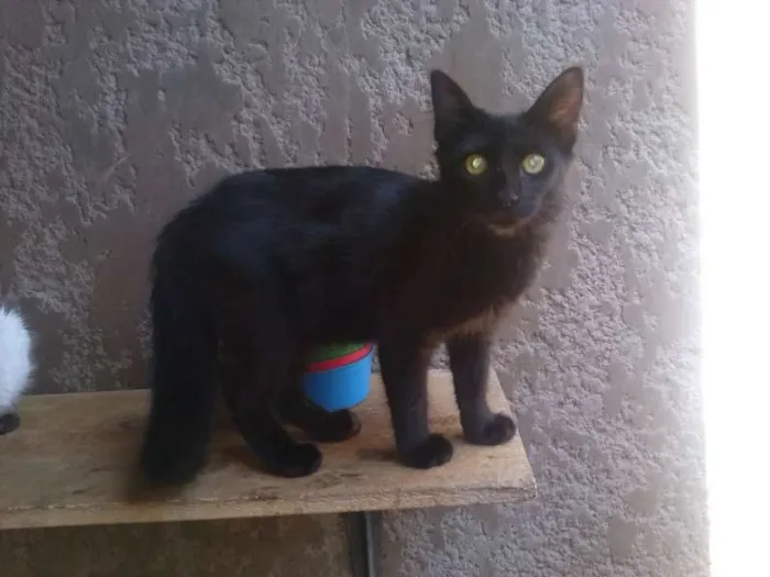Gato ra a SRD idade 2 a 6 meses nome Gatinhos lindos