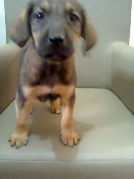 Cachorro ra a SRD idade Abaixo de 2 meses nome Scooby