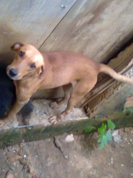 Cachorro ra a SRD idade 2 anos nome Menor