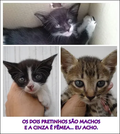 Gato ra a SRD idade Abaixo de 2 meses nome nao tem