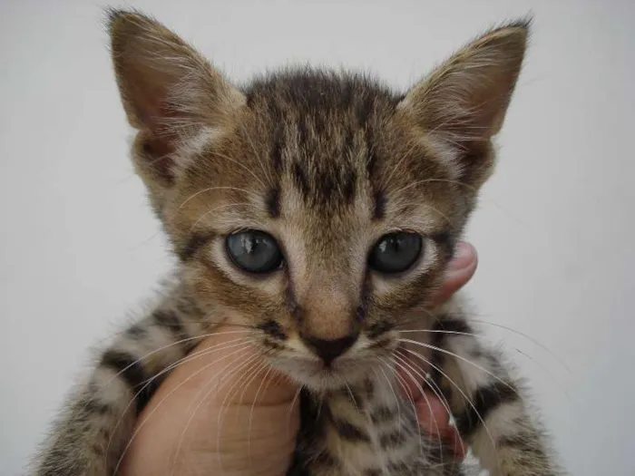 Gato ra a SRD idade Abaixo de 2 meses nome nao tem