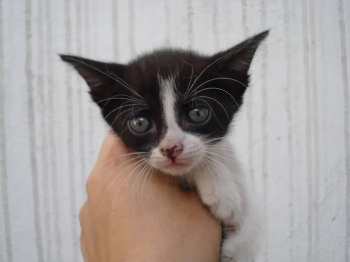 Gato ra a SRD idade Abaixo de 2 meses nome nao tem