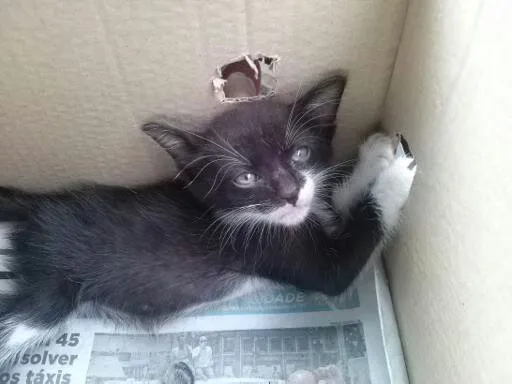 Gato ra a SRD idade Abaixo de 2 meses nome nao tem