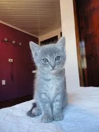 Gato ra a não tem  idade Abaixo de 2 meses nome não tem 