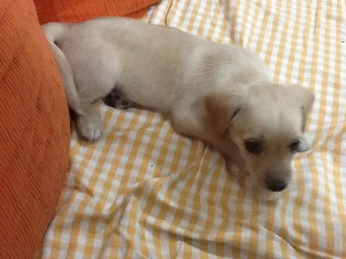 Cachorro ra a SRD idade Abaixo de 2 meses nome Toffee