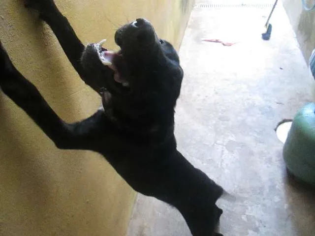 Cachorro ra a Vira lata idade 1 ano nome Lajota