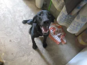 Cachorro raça Vira lata idade 1 ano nome Lajota