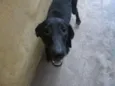 Lajota
