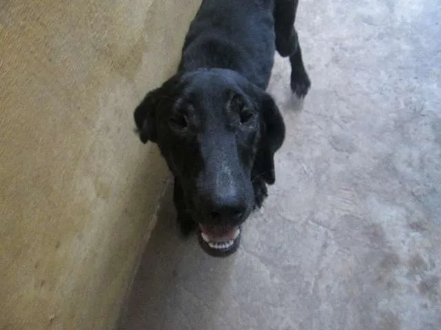 Cachorro ra a Vira lata idade 1 ano nome Lajota