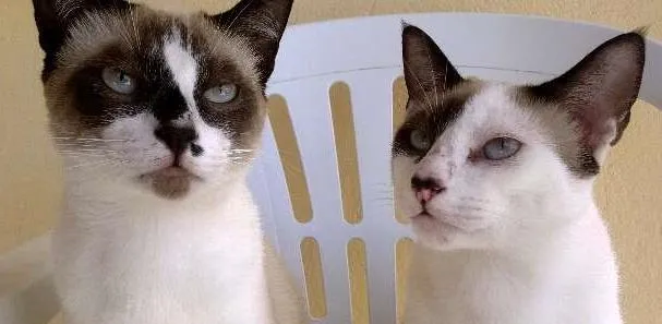 Gato raça SRD idade 7 a 11 meses nome Pirata / zorro