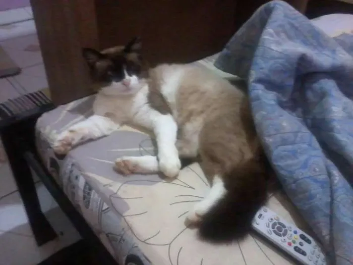 Gato ra a sem raça  idade 2 anos nome Gatão