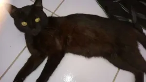 Gato raça SRD idade 1 ano nome Preto