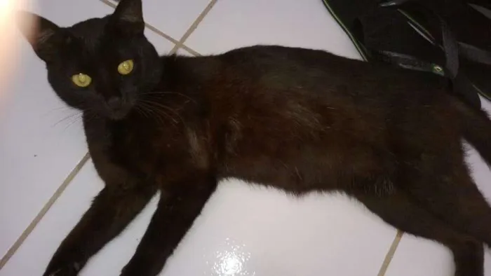 Gato raça SRD idade 1 ano nome Preto