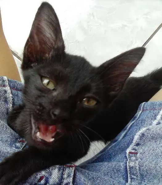 Gato ra a SRD idade 2 a 6 meses nome Filó