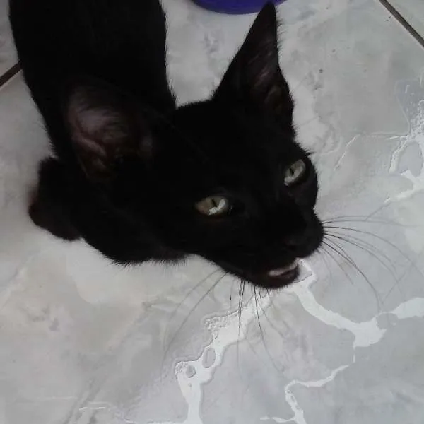 Gato ra a SRD idade 2 a 6 meses nome Filó