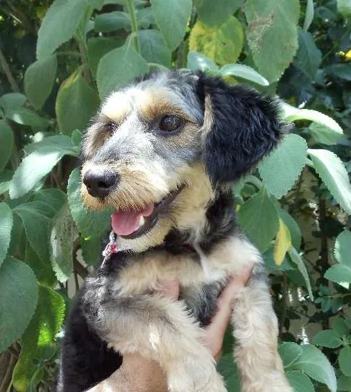Cachorro ra a SRS idade 1 ano nome Amora