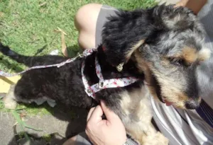 Cachorro raça SRS idade 1 ano nome Amora