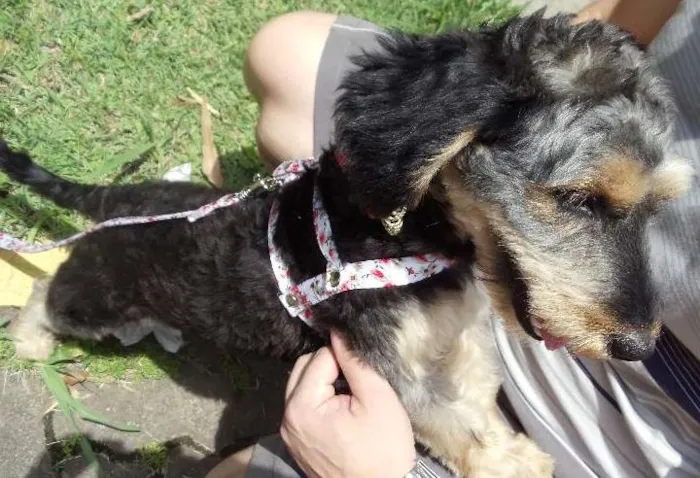 Cachorro ra a SRS idade 1 ano nome Amora