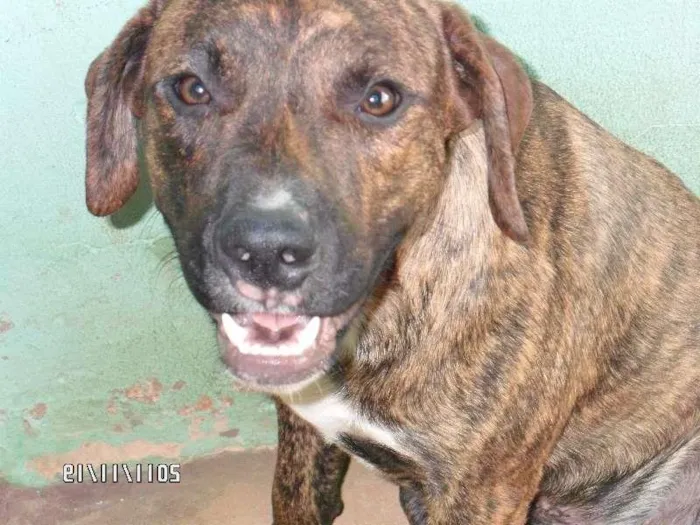 Cachorro ra a fila/pitbul idade 2 anos nome Duck