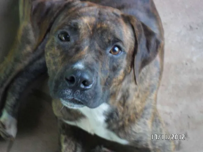 Cachorro ra a fila/pitbul idade 2 anos nome Duck
