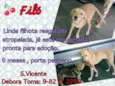 Filó