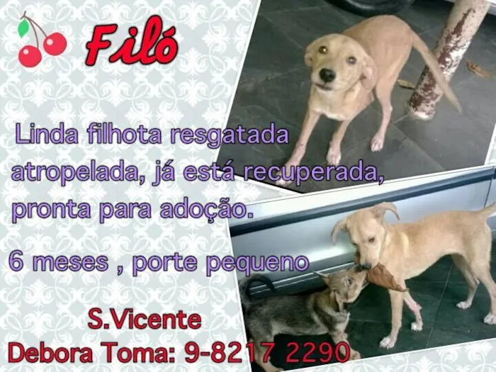 Cachorro ra a SRD idade 2 a 6 meses nome Filó