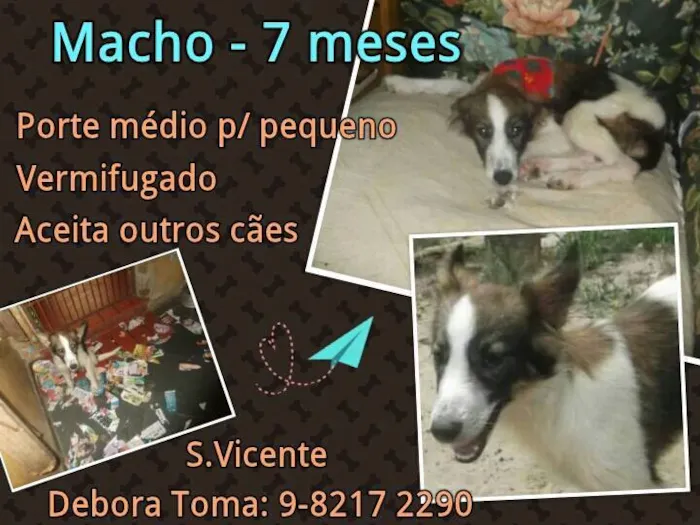 Cachorro ra a SRD idade 7 a 11 meses nome Lindo