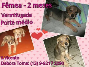 Cachorro raça SRD idade 2 a 6 meses nome Sao Vicente Bebes