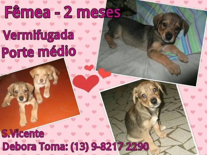 Cachorro ra a SRD idade 2 a 6 meses nome Sao Vicente Bebes