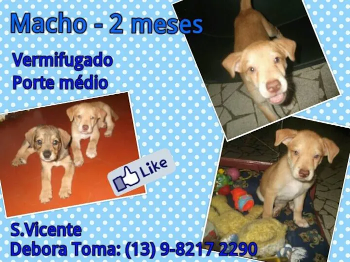 Cachorro ra a SRD idade 2 a 6 meses nome BEBE FEMEA