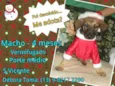 Bebe macho