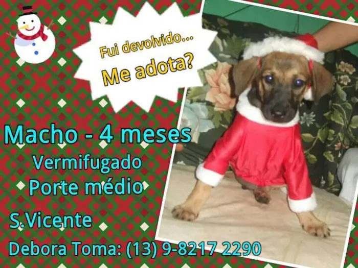 Cachorro ra a SRD idade 2 a 6 meses nome Bebe macho