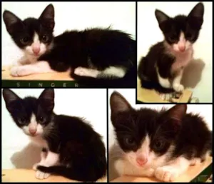 Gato raça SRD idade Abaixo de 2 meses nome Gatinha